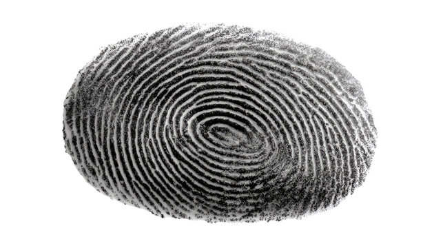 Intricate Fingerprint: A close-up view reveals the complex, swirling ridges of a single fingerprint, a unique mark of identity and individuality.
