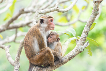 Fototapeta premium Mother toque macaque with her baby, Sri Lanka