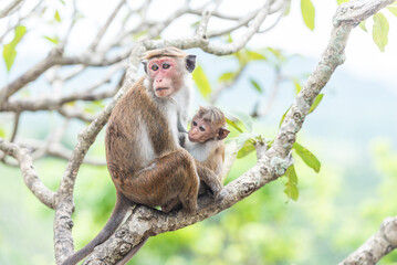 Naklejka premium Mother toque macaque with her baby, Sri Lanka