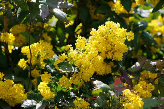 blooming mahonia in the garden

