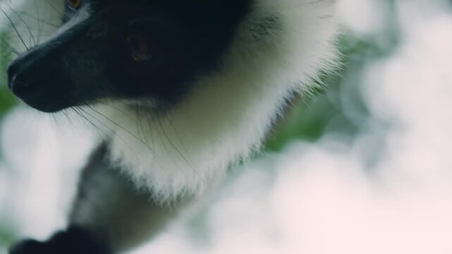 Black-and-white ruffed lemur (Varecia variegata), hanging from a tree, madagascar rainforest. 