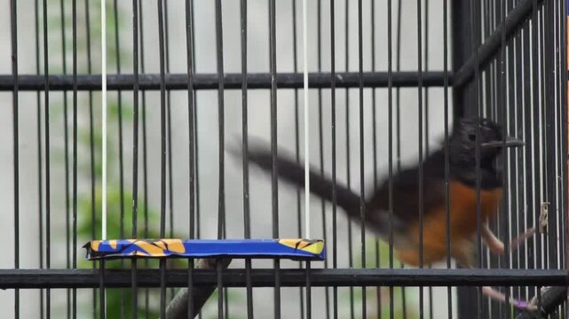 A White-rumped Shama bird perching and moving actively inside a birdcage