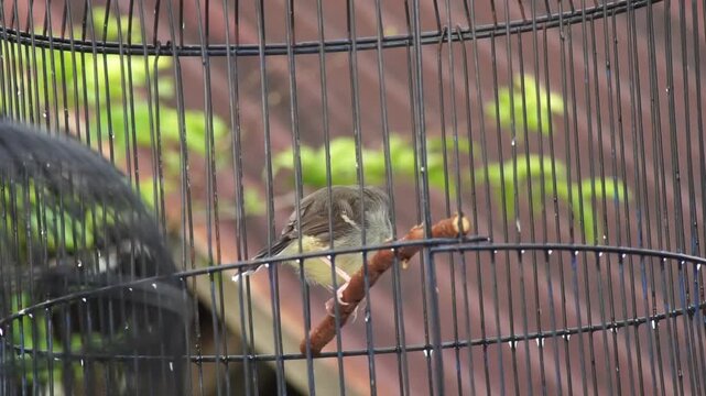 A Bar-winged Prinia bird perching and chirping inside a round metal birdcage