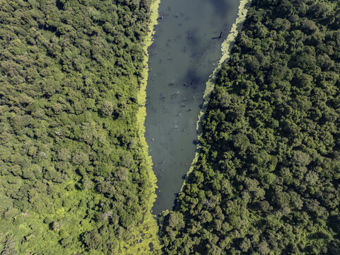 Aerial view of Chemosusu Dam surrounded by dense green forest and dark water with algae edges Chemosusu, Baringo County, Kenya.