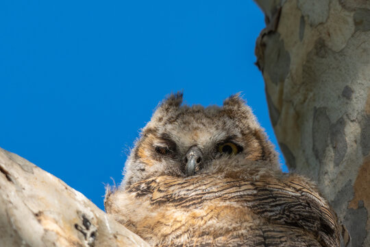 Great Horned Owlet in a Tree Close Up Winking