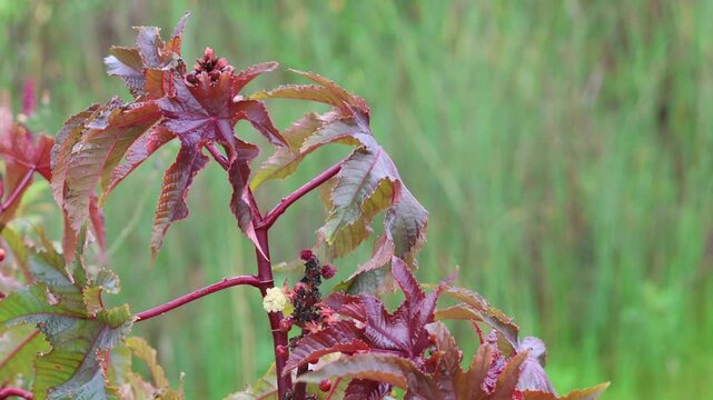 Red castor bean plant leaves moving in the wind