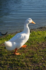 Fototapeta premium White goose standing on green grass in sunlight