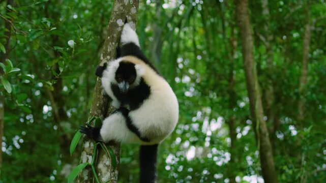 Black-and-white ruffed lemur (Varecia Variegata).Endemic Madagascar. 4K.