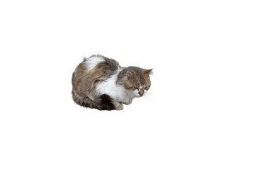 Fluffy Brown and White Cat on transparent Background © cherif