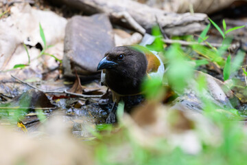 Obraz premium Rufous Treepie foraging on the forest floor, seen through green foliage in its natural tropical habitat, wildlife photography.