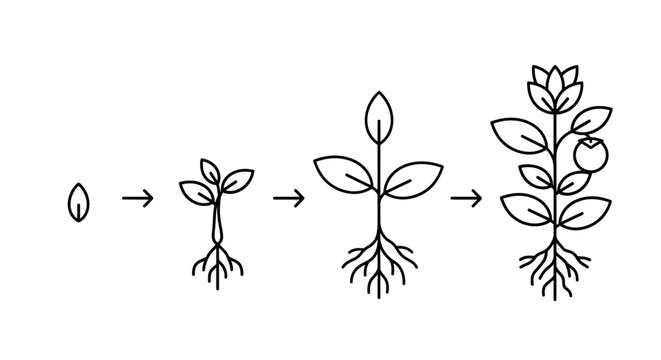 Plant growth stages from seedling to maturity.