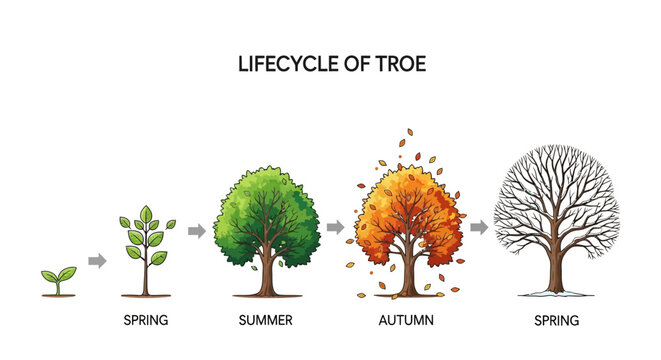Tree Growth Stages Lifecycle.