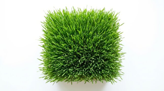 Square block of wheatgrass on white background