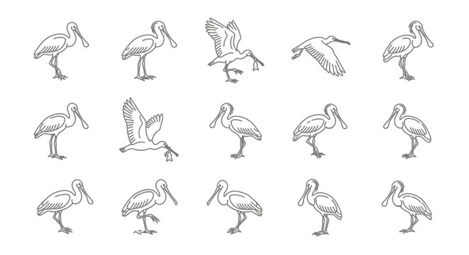 Line art illustrations of spoonbill birds in various poses on white background