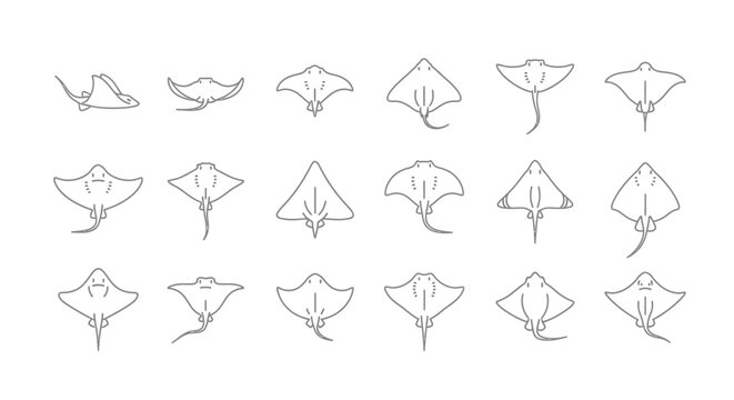 Stingray illustrations in various poses on white background for design