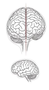Human brain anatomy illustration medical.