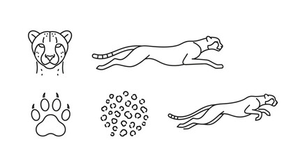 Outline drawings of cheetahs and their patterns on a white background © Kali