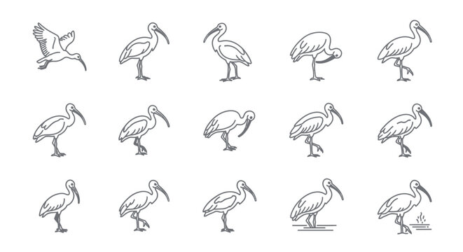 Set of ibis bird illustrations in various poses for design and education