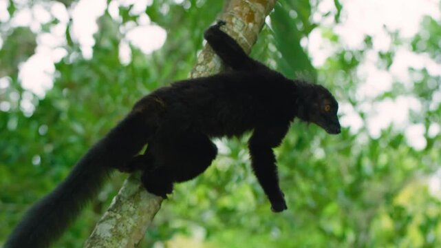 A black lemur (Eulemur macaco) jumping on trees in Madagascar island.