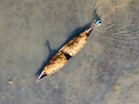 Itna, Bangladesh - 04 May 2026: Aerial view of a traditional wooden boat filled with golden straw being navigated by two people through shallow wetland waters.