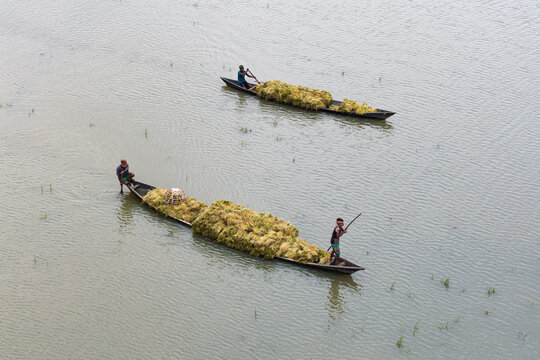 Itna, Bangladesh - 04 May 2026: Aerial view of fishermen rowing wooden boats heavily loaded with harvested crops across calm waters.