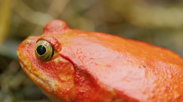 Dyscophus antongilii, the Madagascar tomato frog, is a species of frog in the family Microhylidae. Dyscophus antongilii.