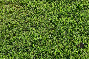 High angle view of a healthy green grass lawn texture illuminated by bright natural sunlight © Celso Pupo