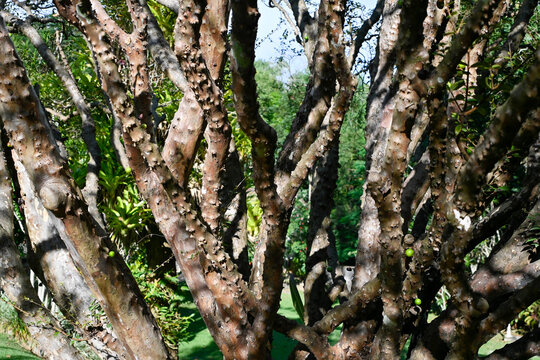 Close-up of a Jabuticaba tree trunk with small green fruits growing directly on the branches
