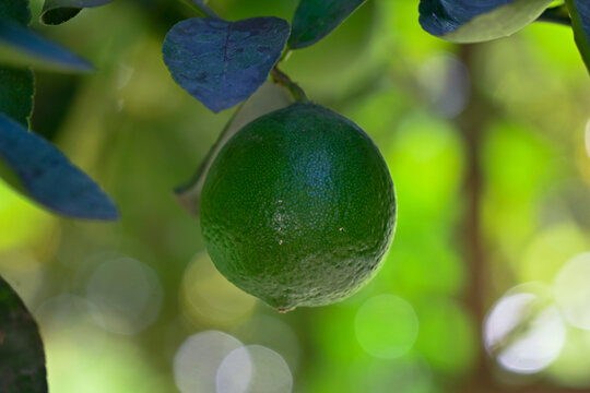 Close-up of a fresh green lime hanging from a citrus tree branch in a sunny garden setting