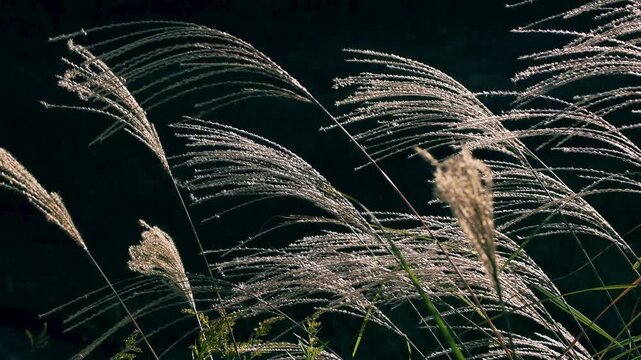 風に揺れるススキの穂　秋の自然と季節感を表す風景イメージ