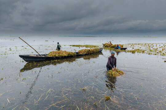 Itna, Bangladesh - 04 May 2026: Aerial view of farmers harvesting rice in a flooded field with wooden boats under a dramatic cloudy sky.