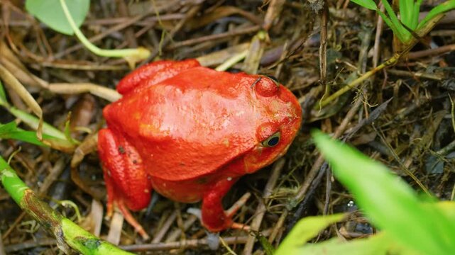 Madagascar tomato frog or crapaud rouge de Madagascar (Dyscophus antongilii).