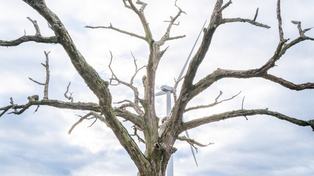 Wind turbine behind dead tree 