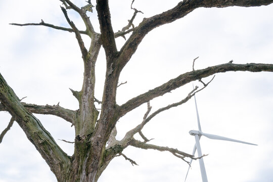 Wind turbine behind dead tree 
