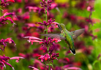 Fototapeta premium A Ruby throated Hummingbird female feeding on colorful Hummingbird Mint (Agastache) flowers in the garden.