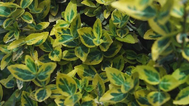 4K Slow Motion Evergreen Leaves Variegated Green Yellow Texture Sunlight Dappled Nature B-Roll Background