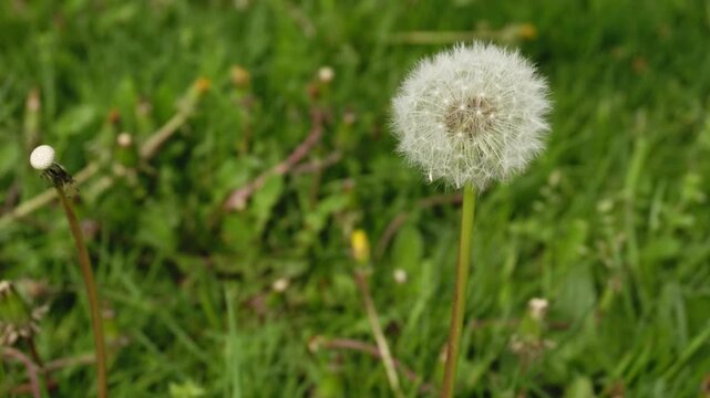 Dandelion Seed Head close-up Still in Lush Green Grass 4K B-Roll Ready for Dispersion Nature Outdoor Garden