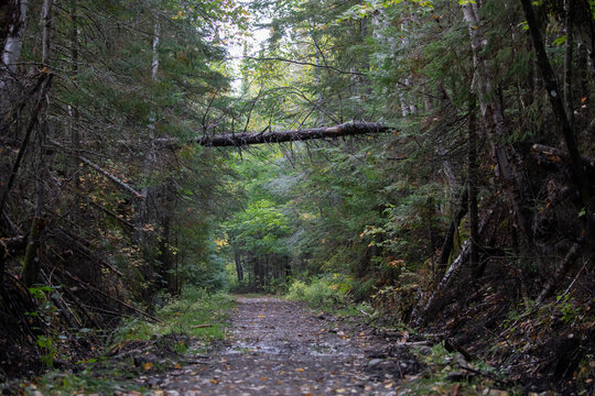 Mizzy Trail in Algonquin Provincial Park Ontario Canada Forest Hiking Path, Photography.