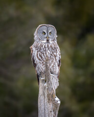 Fototapeta premium Great Gray Owl Perched