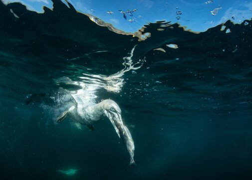 Northern Gannet Diving Underwater With Fish Prey