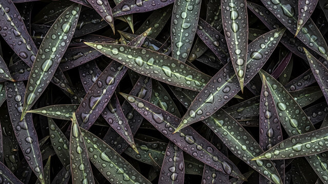 Purple Heart Plant Leaves with Water Droplets, Foliage Texture Background