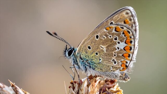 A butterfly with detailed wing patterns, perched on a plant stem, soft background