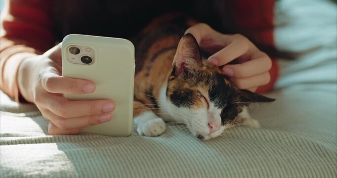 Close up of Woman Hand Using Smartphone while Stroking Calico Cat Head on Bed, Dreamy Lifestyle and Bonding.