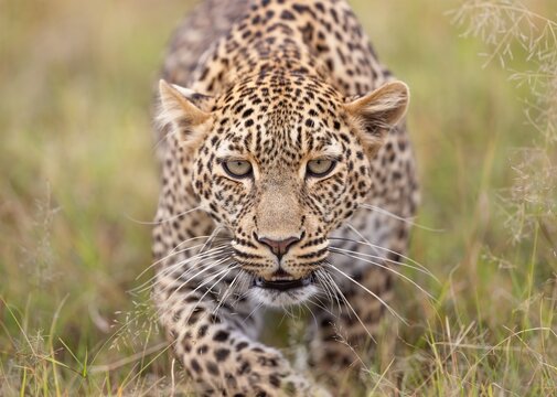 Female Leopard Stalking Through African Grassland
