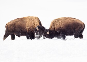 Two American Bison Locking Horns in Snowy Winter Landscape © KeyMT