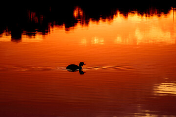 Silhouettes of ducks swimming in a fiery red sunset at Lagunas de Villafranca, Spain. © J.Moreno