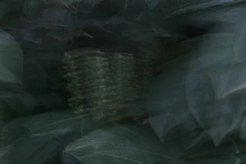 Close-up of dark green foliage with a central cylindrical seed structure © jr-art