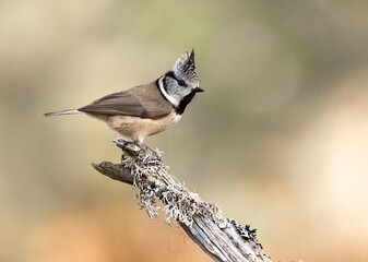 Crested Tit Perched on Weathered Branch © KeyMT