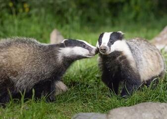 Two European Badgers Interacting in Woodland at Night © KeyMT