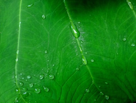 Taro Leaves in the Rainforest, these are taro leaves exposed to sunlight, it rained a little earlier, the leaves have water droplets